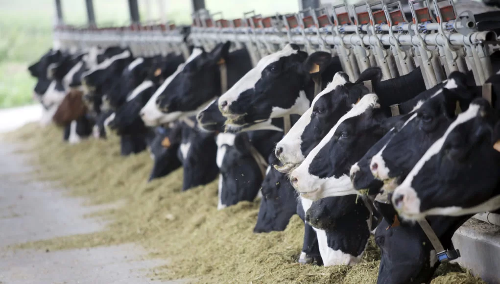 Suplementação Mineral em Bovinos Leiteiros